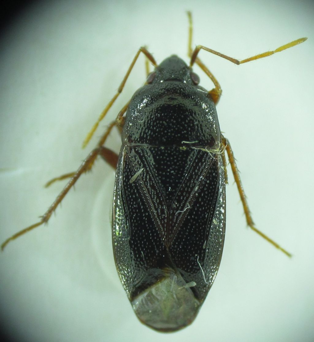 Lygaeidae:Lethaeus nitidus,new record for West Turkey
